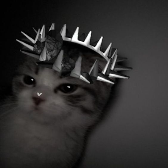 vilesvpnz profile picture